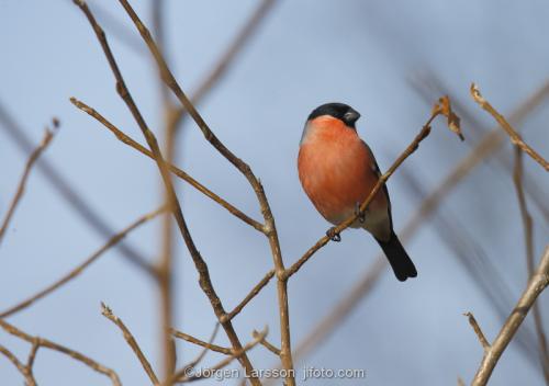 Bullfinch  Pyrrhula pyrrhula  Stockholm Sweden