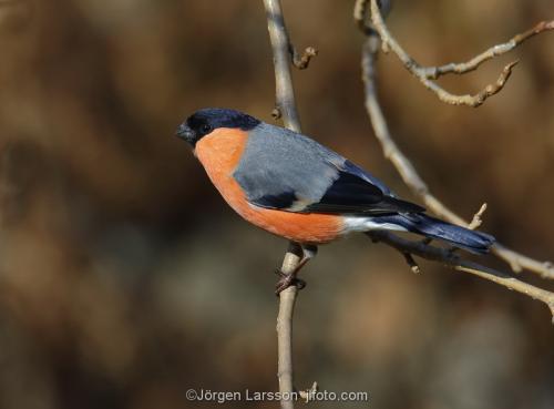 Bullfinch  Pyrrhula pyrrhula  Stockholm Sweden