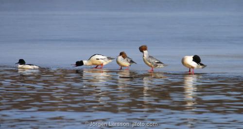 Goosander  Mergus merganser  Stockholm Sweden