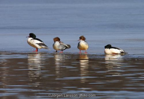 Goosander  Mergus merganser  Stockholm Sweden