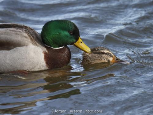 Mallard   Anas platyrhynchos  mating Stockholm Sweden