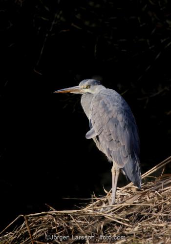 Grey heron  Ardea cinereaStockholm Sweden