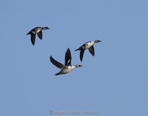 Smew   Mergus albellus  Trosa Sodermanland