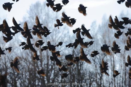 Jackdow in flight Morko  Sodermanland Sweden