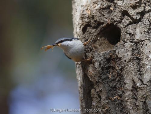 Nuthatch  Sitta eurapaea  nesting, Botkyrka Sodermanland Sweden