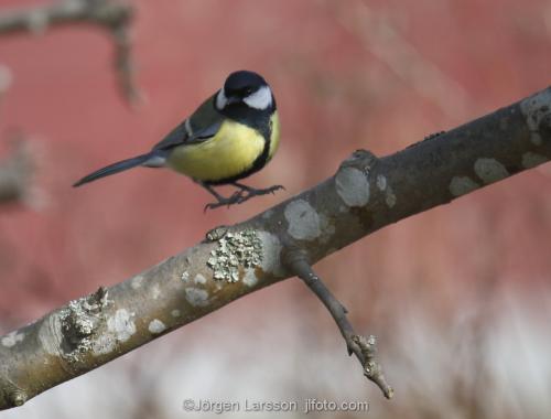 Great Tit  Parus major   Stockholm  Sweden