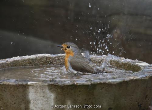 Robin taking a bath  Stockholm Sweden