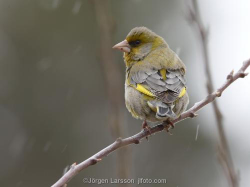 Greenfinch   Chloris chloris  Botkyrka Sodermanland Sweden