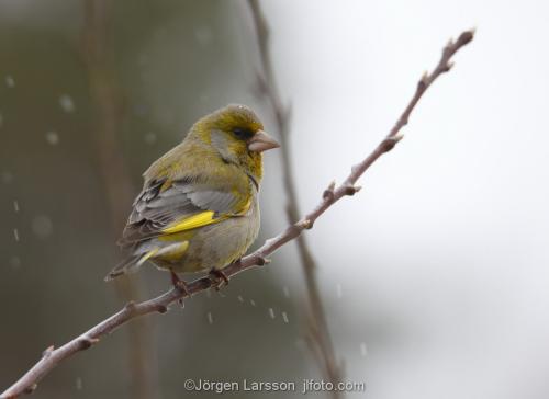 Greenfinch   Chloris chloris  Botkyrka Sodermanland Sweden