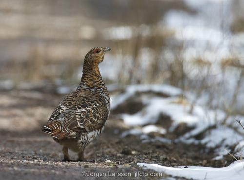 Western Capercaillie  female,  Norrkoping Sweden