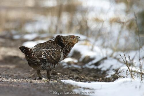 Western Capercaillie  female,  Norrkoping Sweden