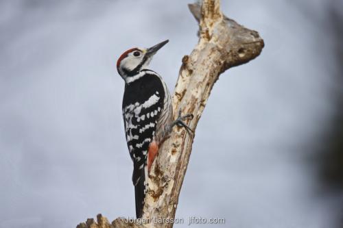 Woodpecker  Dendrocopoc leucotos  Skansen Stockholm Sweden