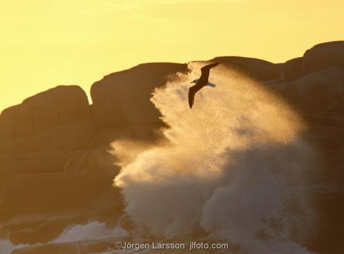 Saddleback, waves at Sotenas Bohuslan Sweden