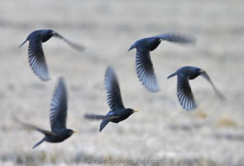 Starlings arriving in spring  Morko Sodermanland Sweden