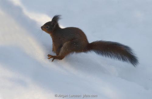 Squirrel   Sciurus vulgaris in winter  Stockholm Sweden