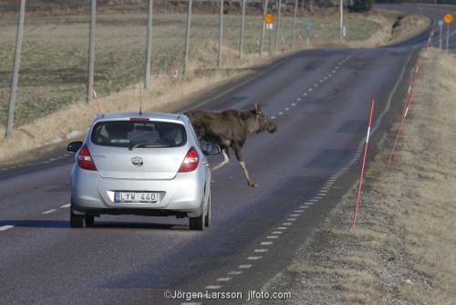 Moose running over road Morko Sodermanland Sweden 