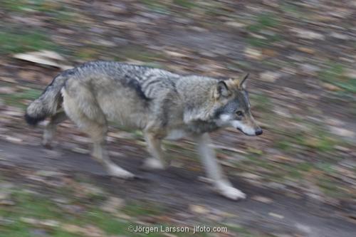 Varg canis lupus springer Skansen Stockholm Sverige