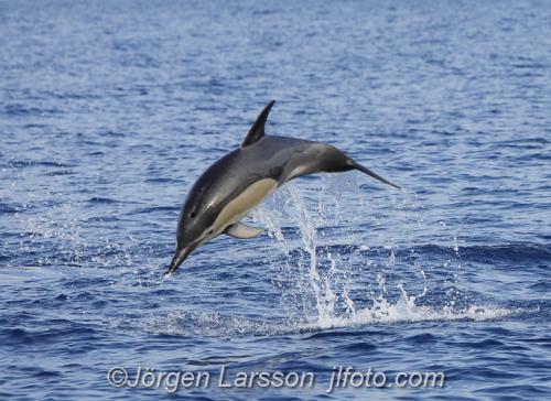 Sadel delfin Common dolphin Madeira Delfiner