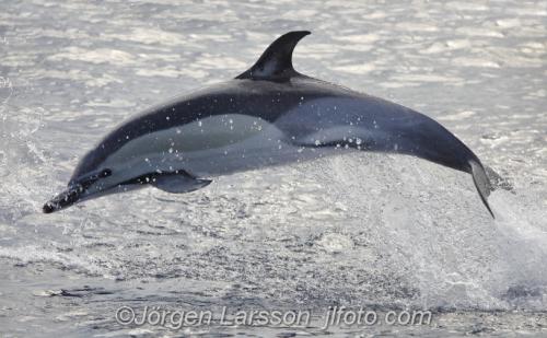 Sadel delfin Common dolphin Madeira Delfiner
