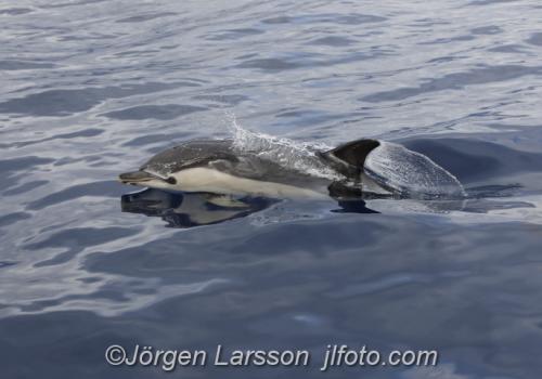 Sadel delfin Common dolphin Madeira