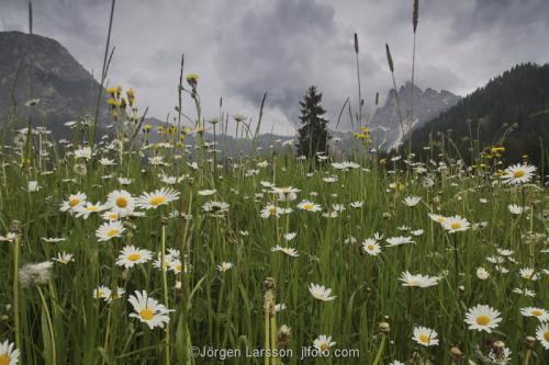 Blomsteräng Alperna Dolomiterna Italien