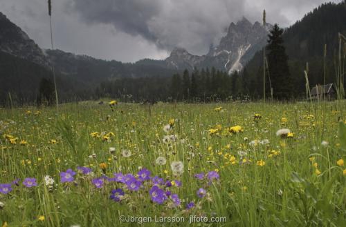 Dolomiterna Italien Blomsteräng 