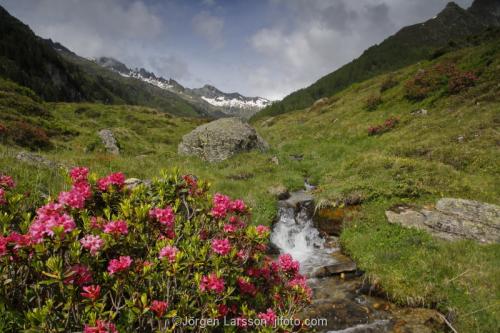 Alprosor Dolomiterna Italien Alperna 