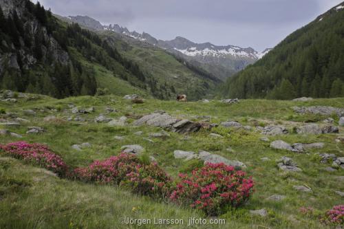 Blomsteräng alprosor Dolomiterna Italien