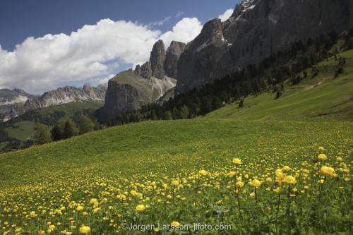 Passo sella Dolomiterna Italien blomsteräng daldockor Alperna 