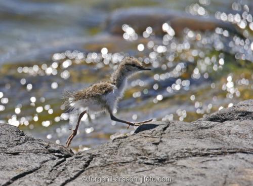 Common Sandpiper arctic_hypleucos  babybirdSmaland Sweden 