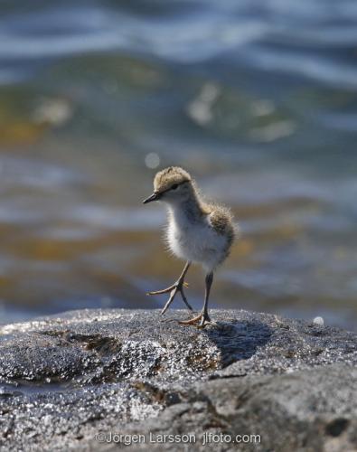 Common Sandpiper arctic_hypleucos  babybird Smaland Sweden 