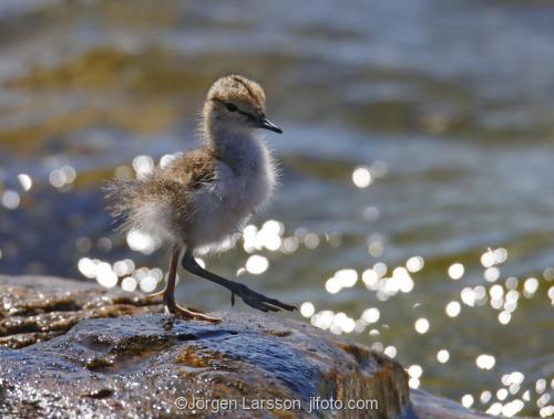 Common Sandpiper arctic_hypleucos  babybird Smaland Sweden 