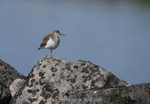 Common Sandpiper arctic_hypleucos  Smaland Sweden 