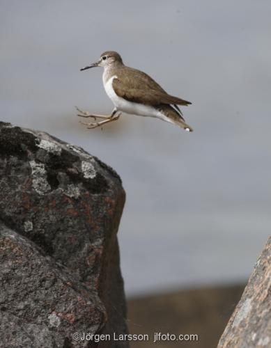 Common Sandpiper arctic_hypleucos  Smaland Sweden 