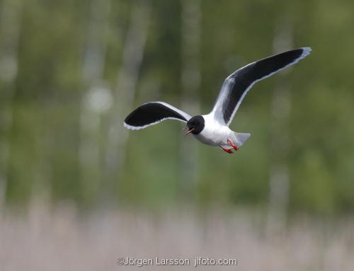 Dvärgmås  Larus minutus   Boden Västerbotten Sverige