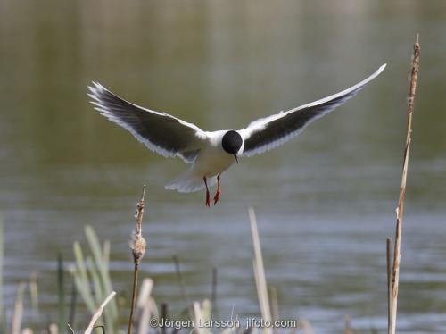 Dvärgmås  Larus minutus   Boden Västerbotten Sverige