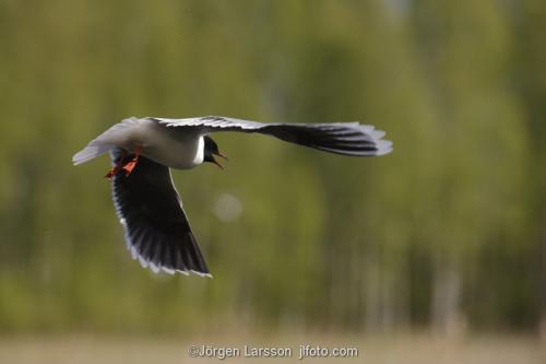 Little Gull Larus minutus   Boden Vasterbotten Sweden