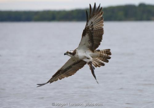 Osprey Raptors Bird of prey Maelaren Sweden 