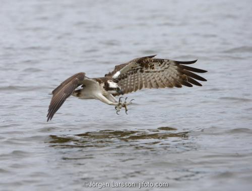 Osprey fishing. Lake Malaren Sodermanland Sweden