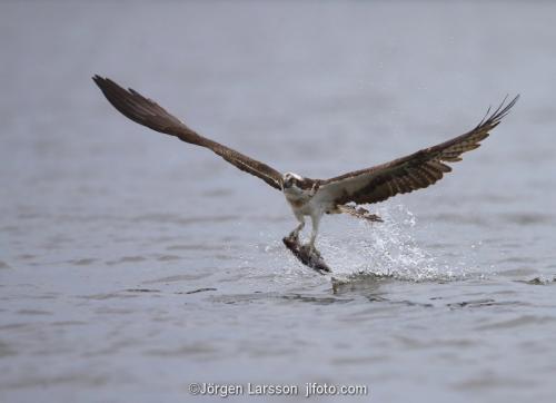 Osprey Raptors Bird of prey Maelaren Sweden 