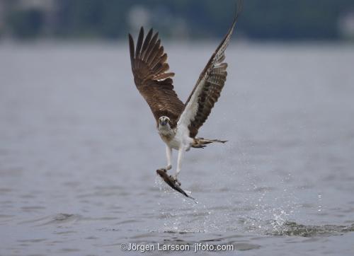 Osprey fishing. Lake Malaren Sodermanland Sweden