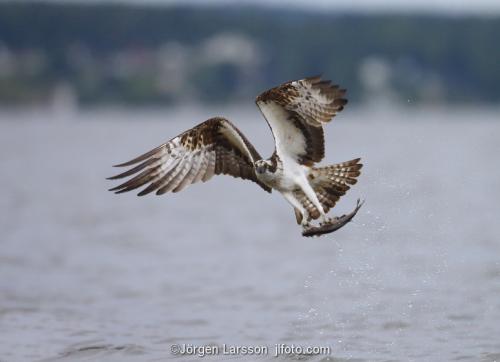 Osprey fishing. Lake Malaren Sodermanland Sweden