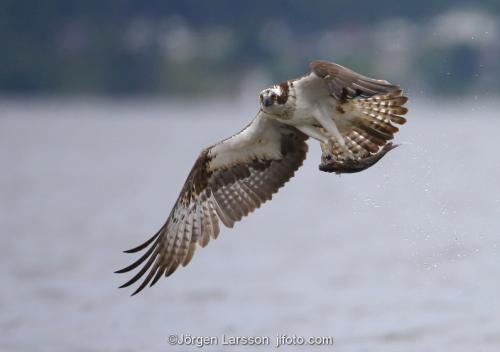 Osprey fishing. Lake Malaren Sodermanland Sweden