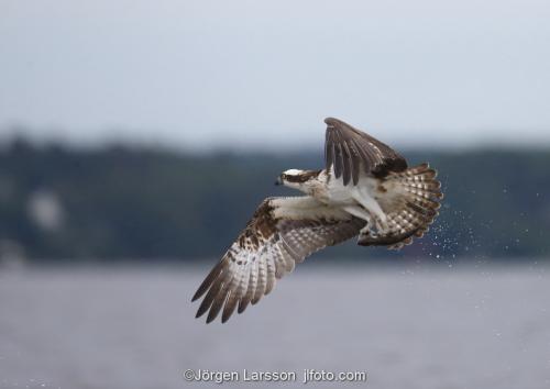 Osprey fishing. Lake Malaren Sodermanland Sweden