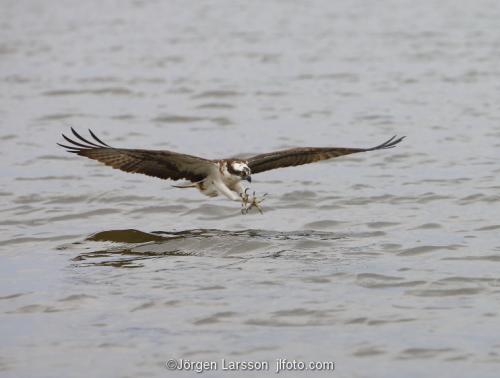 Osprey fishing. Lake Malaren Sodermanland Sweden