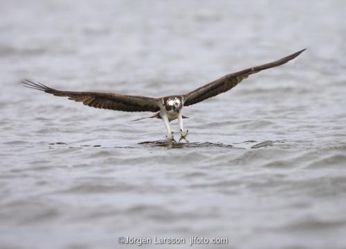 Osprey fishing. Lake Malaren Sodermanland Sweden