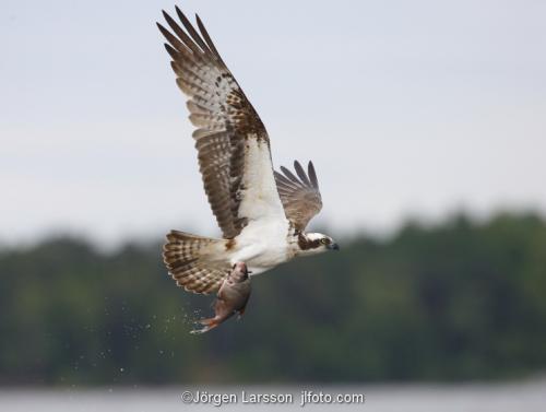 Osprey fishing. Lake Malaren Sodermanland Sweden