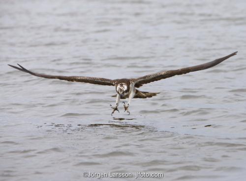 Osprey fishing. Lake Malaren Sodermanland Sweden