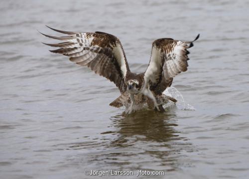 Osprey fishing. Lake Malaren Sodermanland Sweden