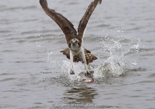 Osprey fishing. Lake Malaren Sodermanland Sweden